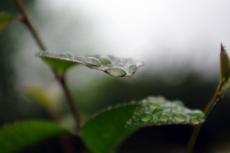 После дождя фото превью