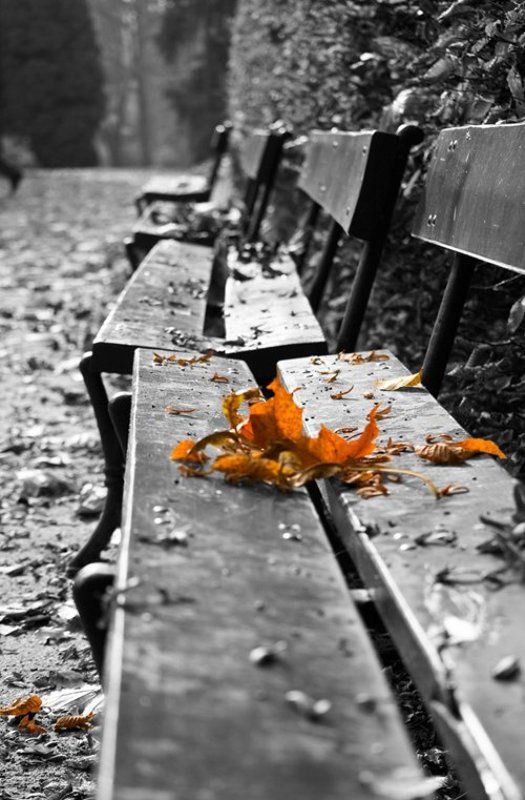 осень, листья Ушедшей осени... фото превью