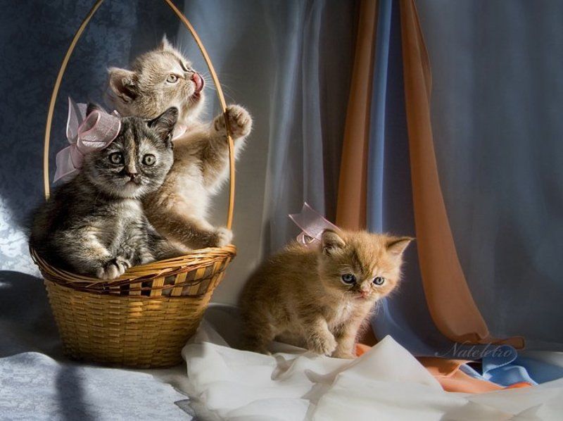 Про маленьких котят фото превью