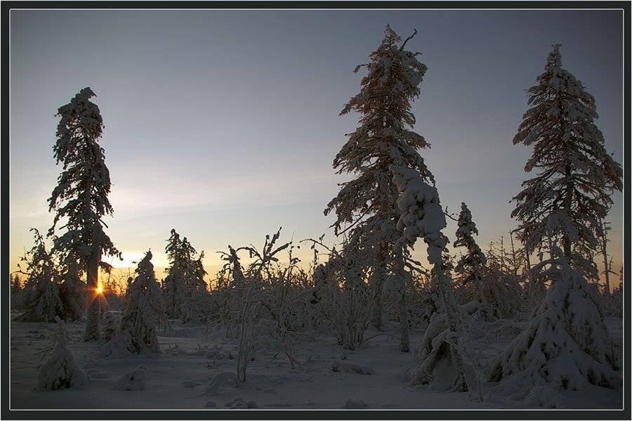 тайга,зима,мороз,солнце, Солодухин Виктор