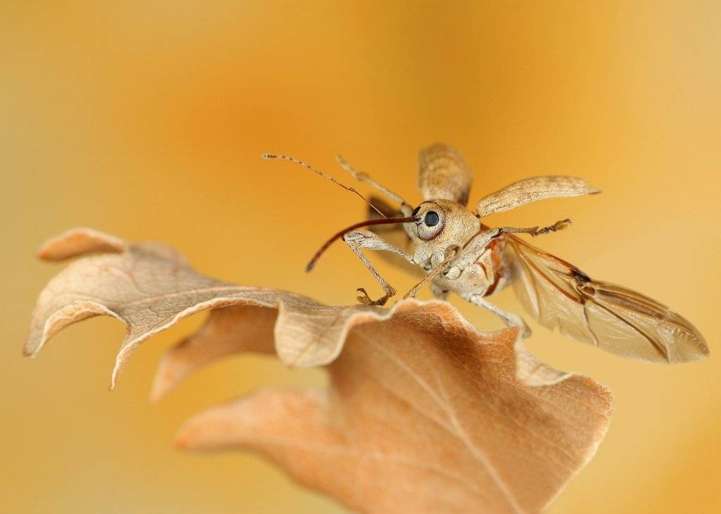 долгоносик, , curculio, , glandium, Надежда Муравьёва