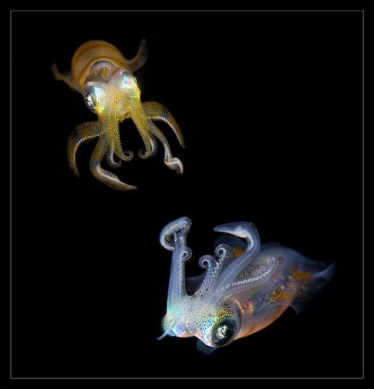 индонезия, сулавеси, лембех, кальмар Драгоценности моря фото превью