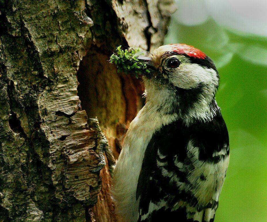дятел,дупло,кормление, Василий Черкасский