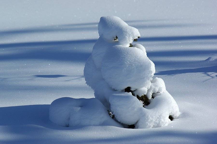 ёлочка,снег,зима, Солодухин Виктор