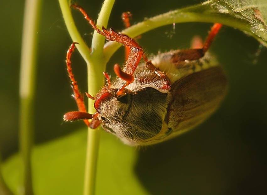 майский, хрущ, melolonrha, hippocastani, Юрий Охлопков