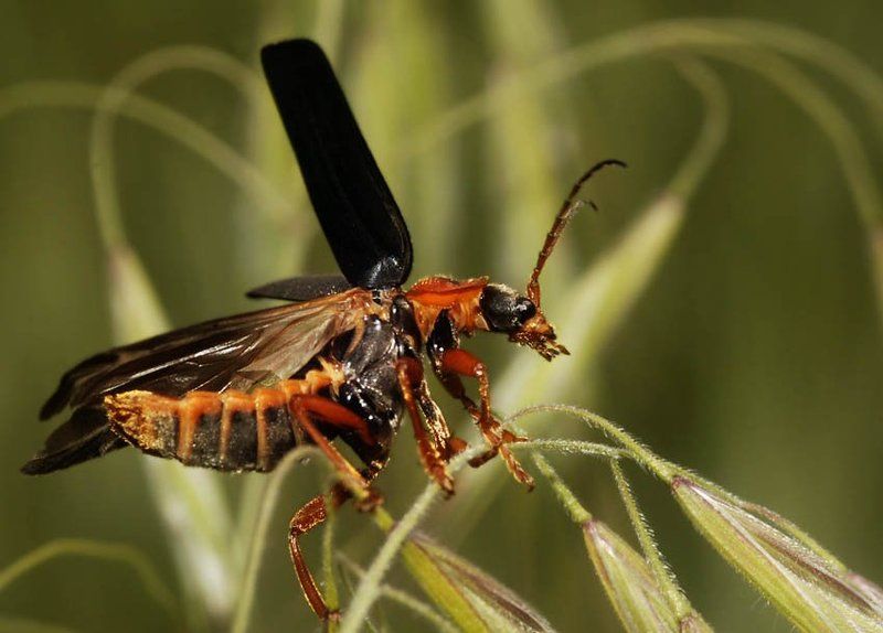 cantharis, , мягкотелка На взлет! фото превью