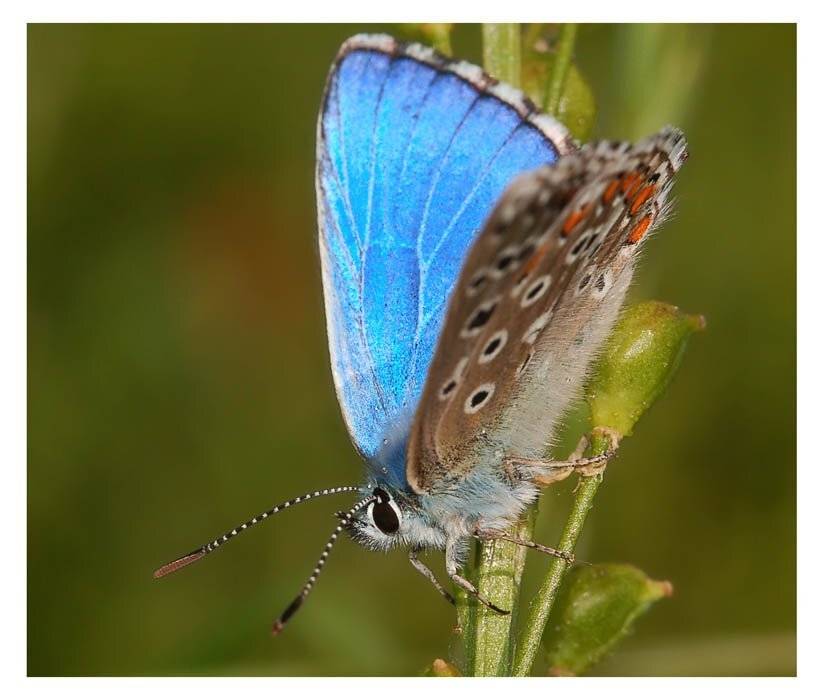lycaenidae, голубянки, Юрий Охлопков