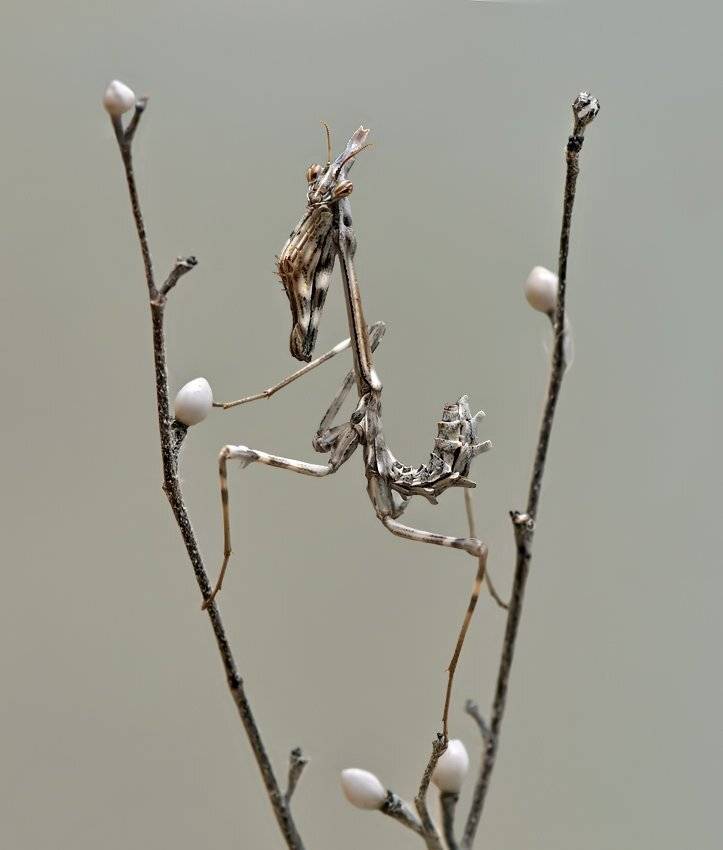 , Алена Шевцова