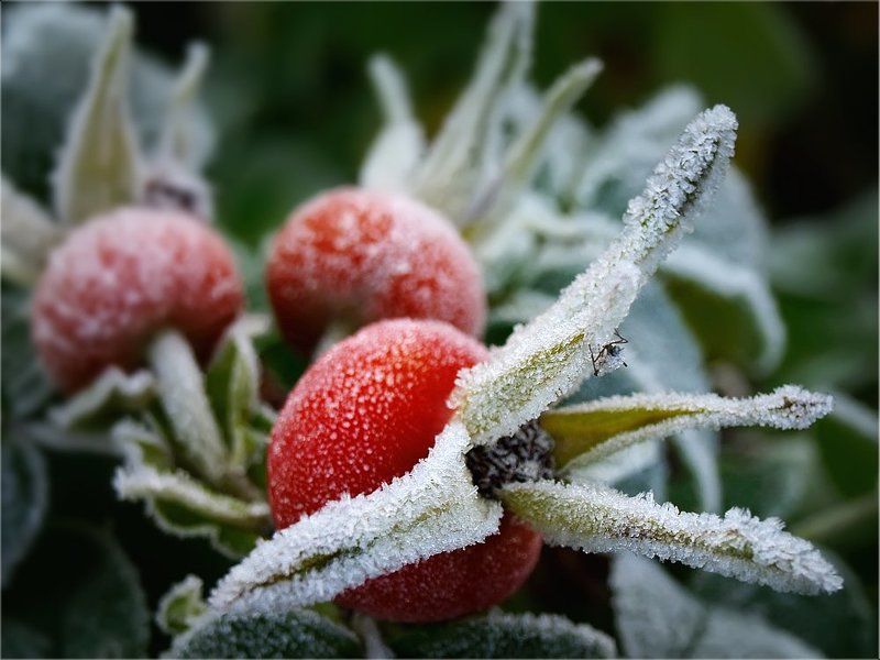 заморозки, шиповник. Как природа встретила утро вчерашнего дня... фото превью