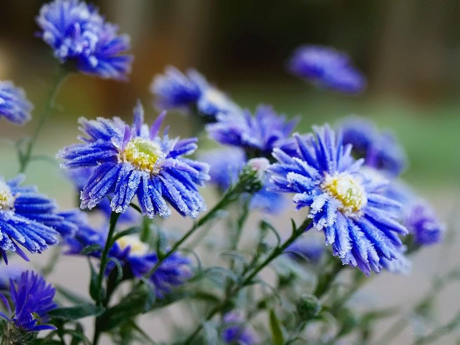 мороз, заморозки, хризантемы, сентябринки., Раиса Rare