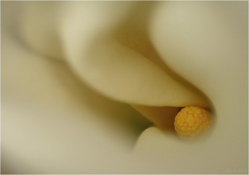 ***** фото превью