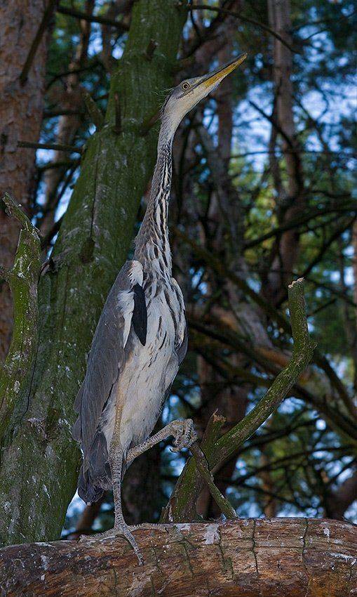 птенец, серой, цапли, Андрей Алексеев