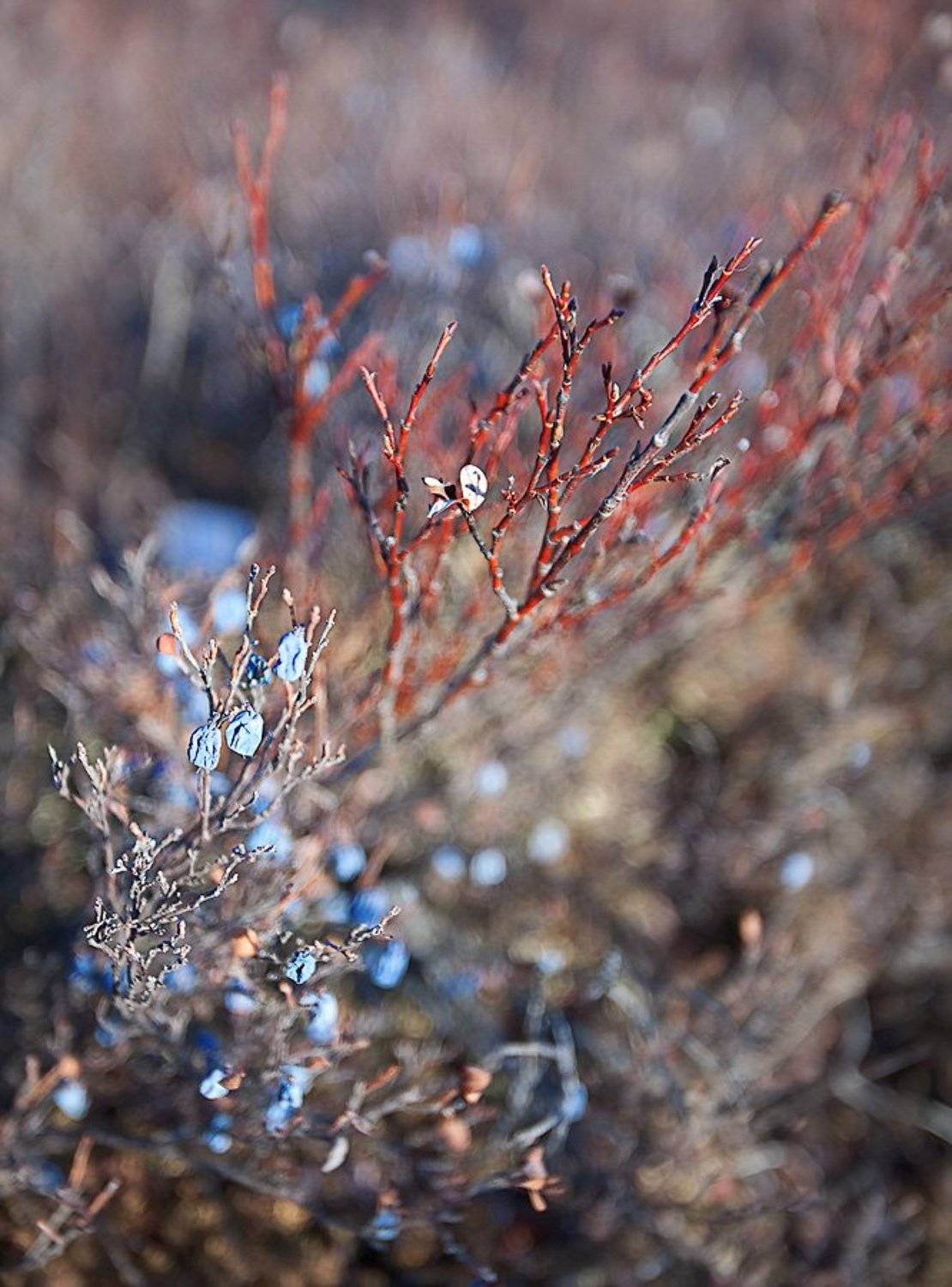 магадан, Sir Fisher