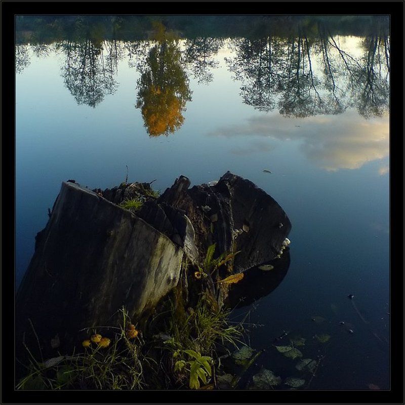 Пень.Память.Октябрь фото превью