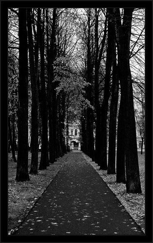 Черно-белая осень