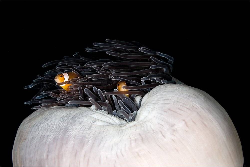 отход ко сну, укрываемся, Сергей Шанин