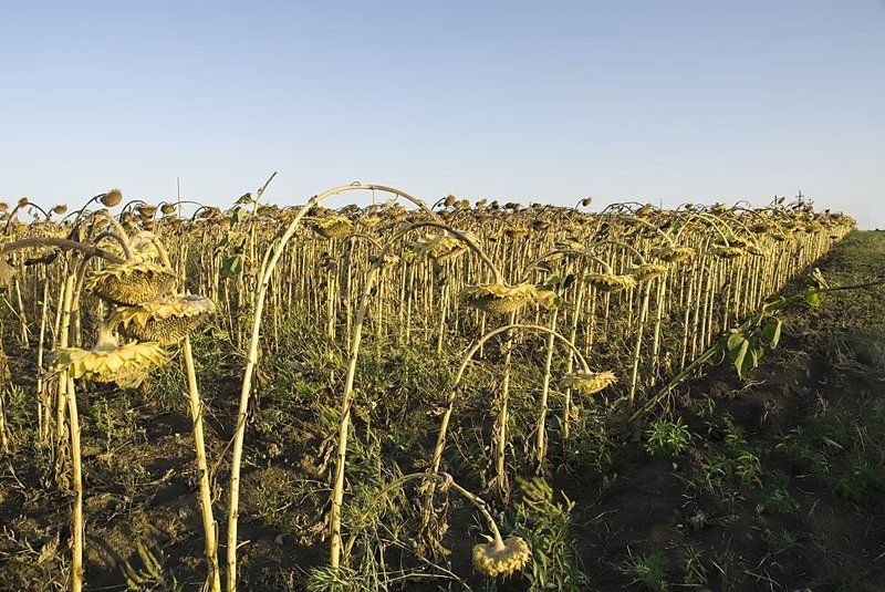 Поклон. фото превью