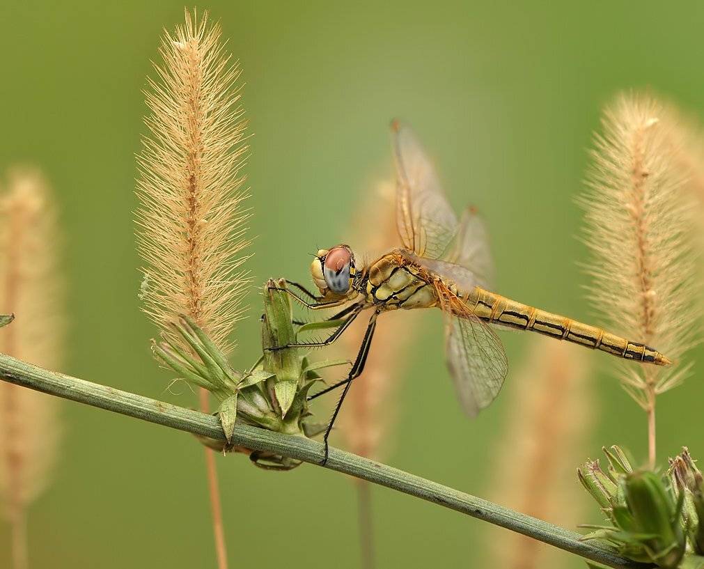 , Алена Шевцова