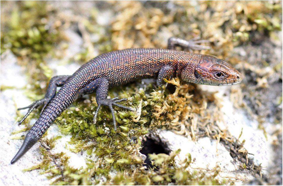 ящерица, КарОл