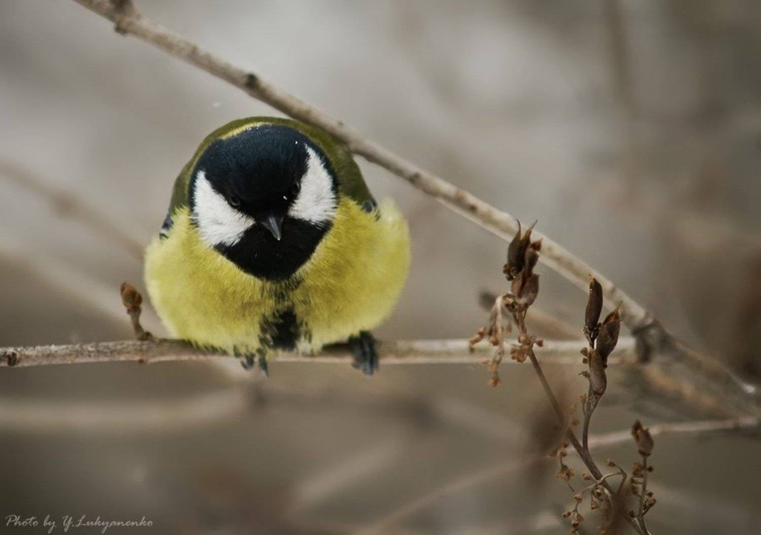 зима, синица, перезимуем, лукьяненко, Юрий Лукьяненко (o4spok)
