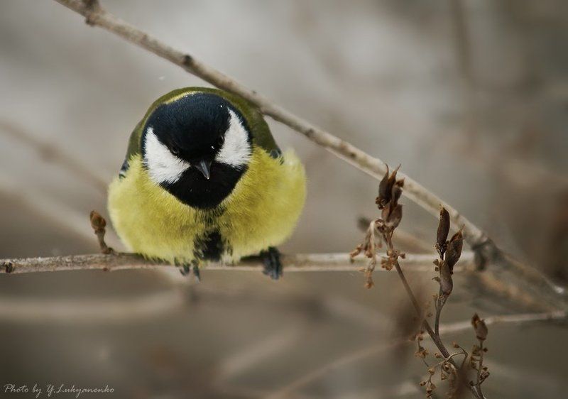 зима, синица, перезимуем, лукьяненко Как ни будь перезимуем... фото превью