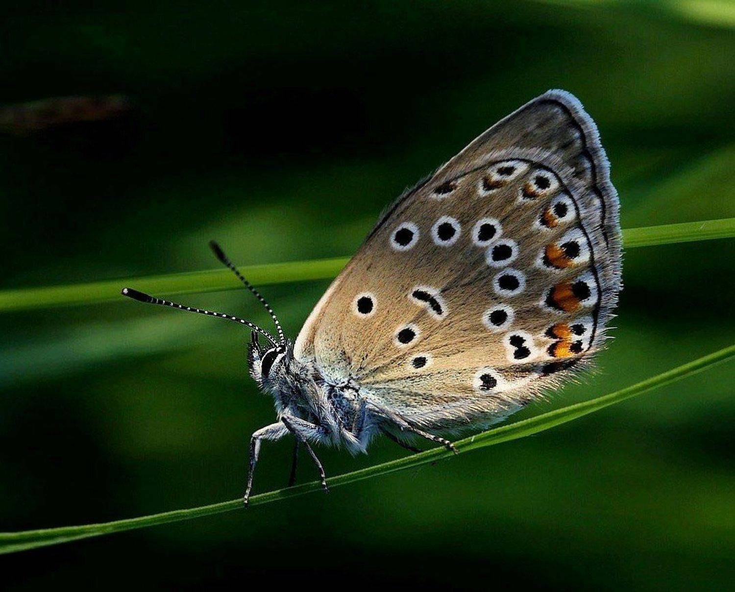 бабочка, Василий Черкасский