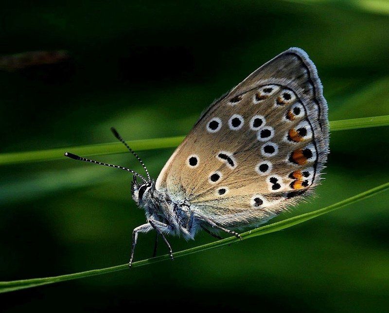 бабочка Голубянка фото превью