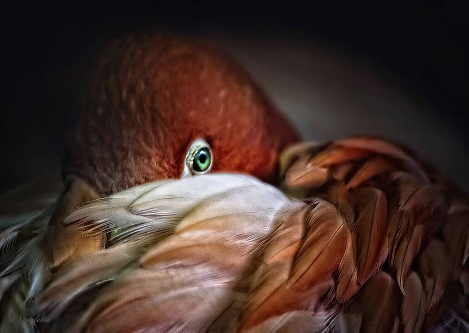 фламинго, Nateletro