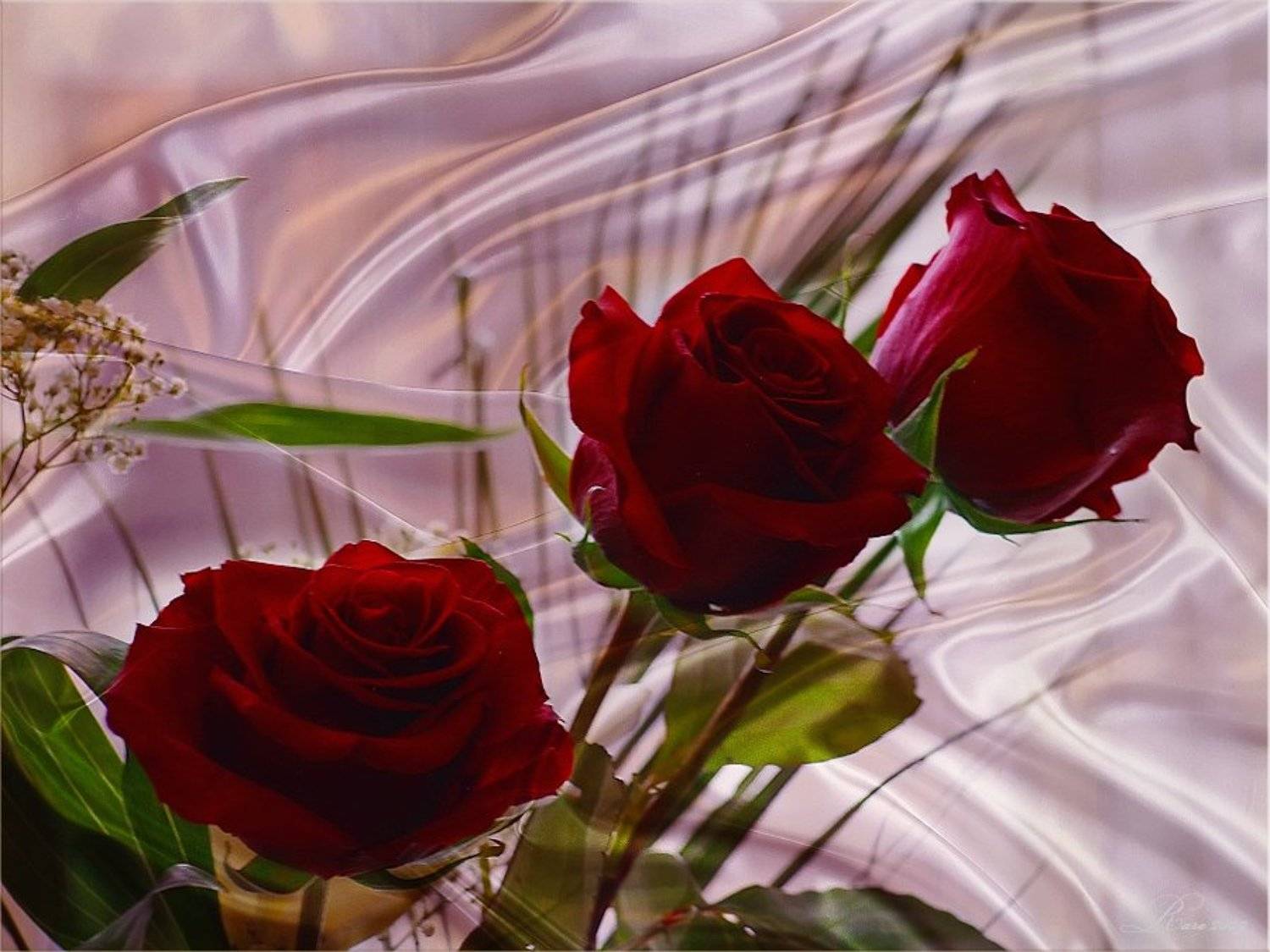 розы, Раиса Rare