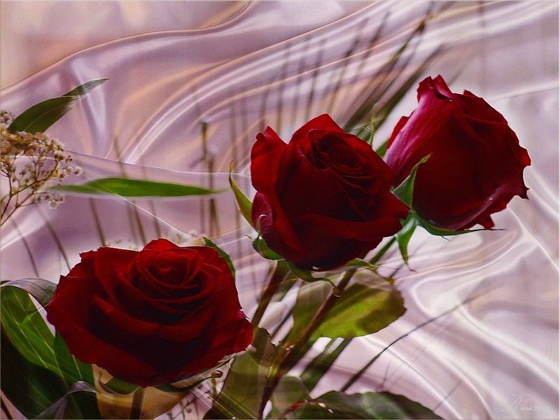 розы Празднечная фантазия... фото превью