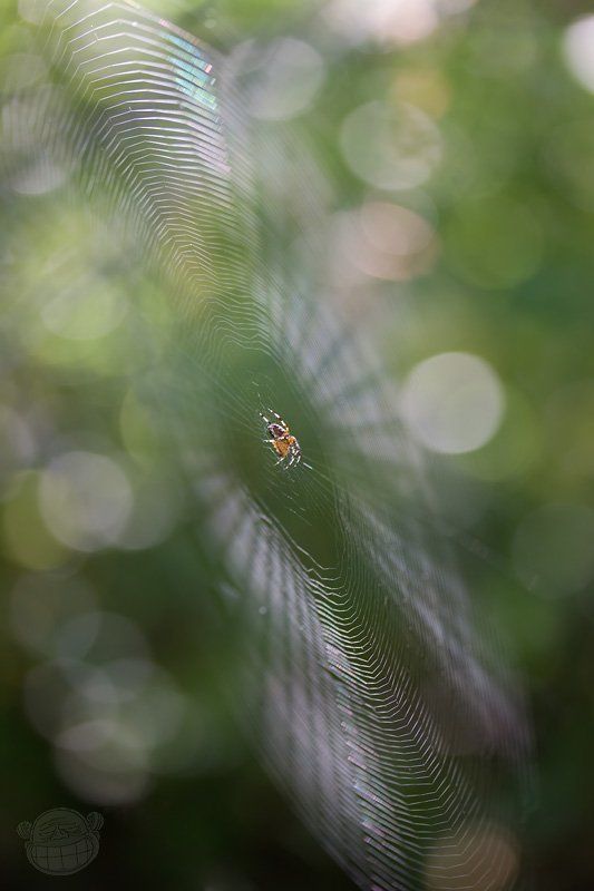 паук, макро, паутина Танцор диска фото превью