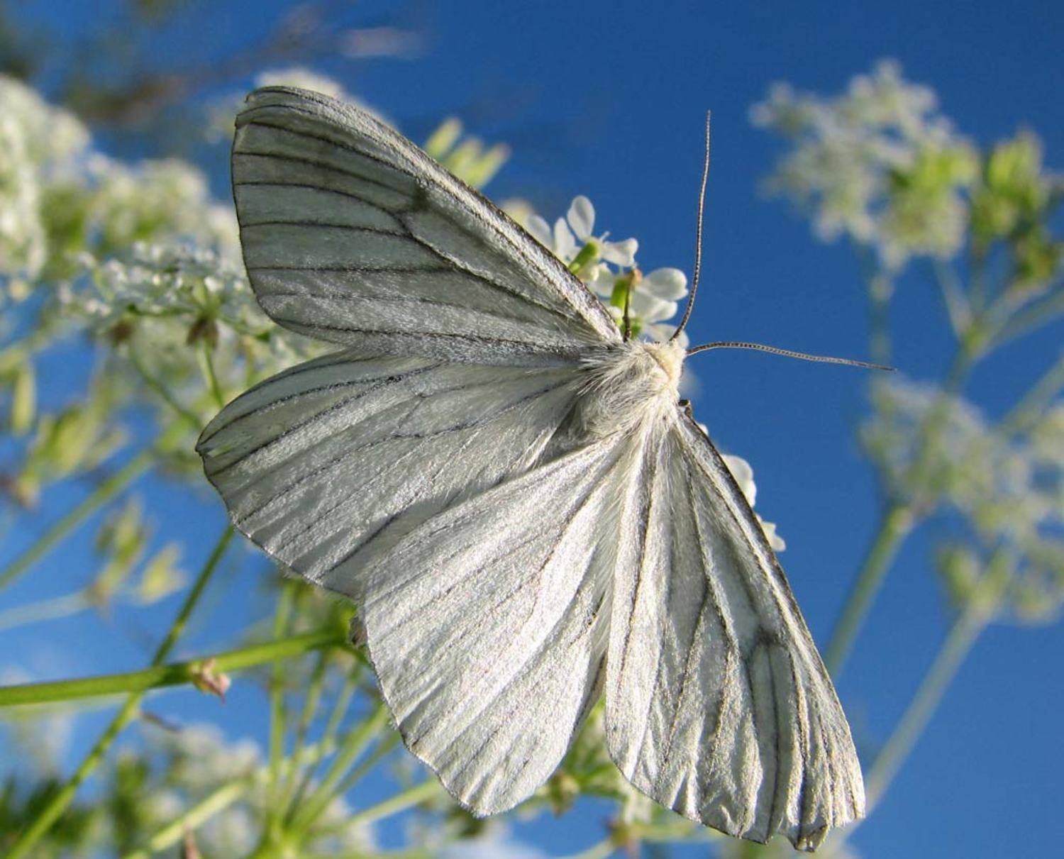 бабочка, лето, небо, пяденица линейчатая, Юрий Соколков