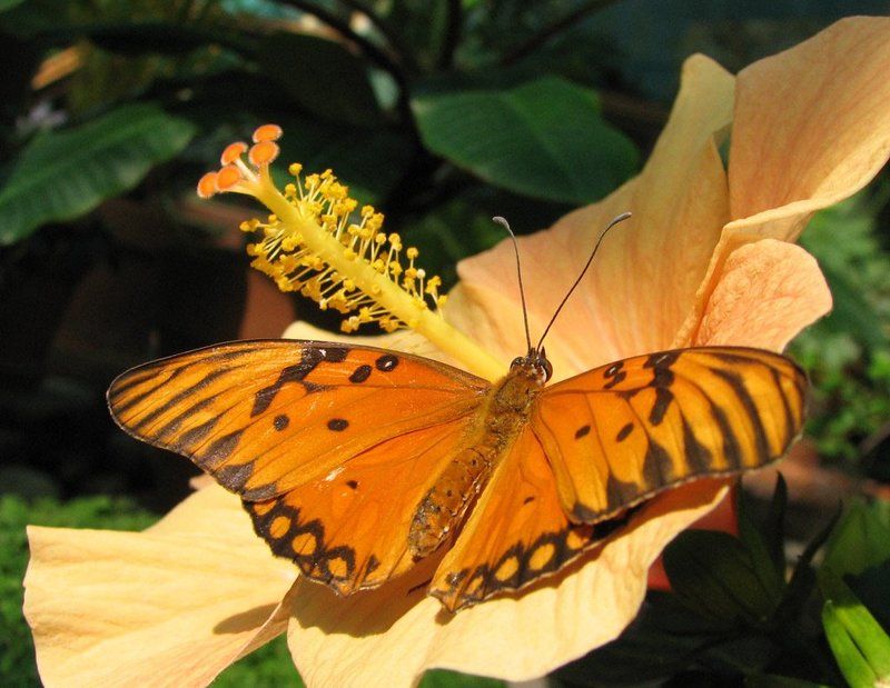 бабочка, гибискус Экзотика фото превью