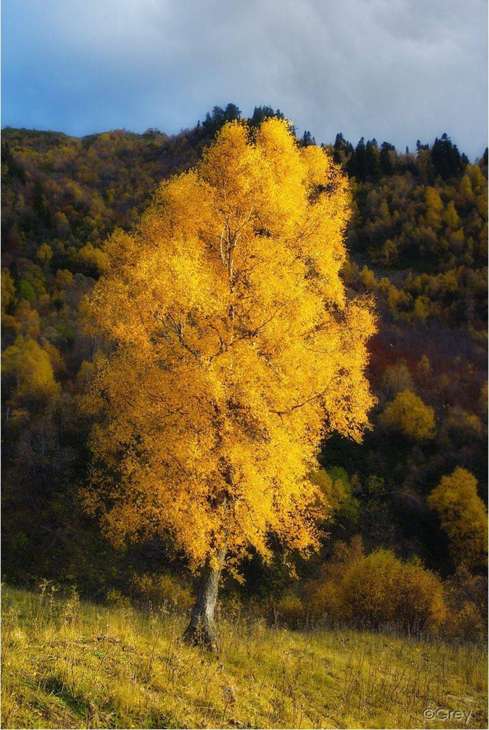 осень,береза,горы,золотая,лес, Сергей Павлов
