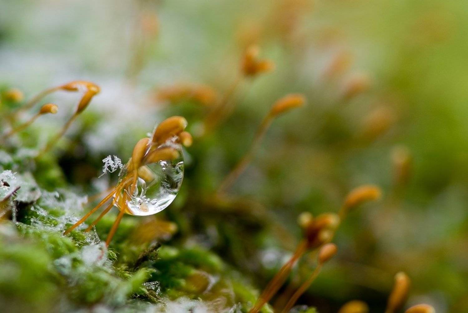 лед, мох, мороз, Юлия