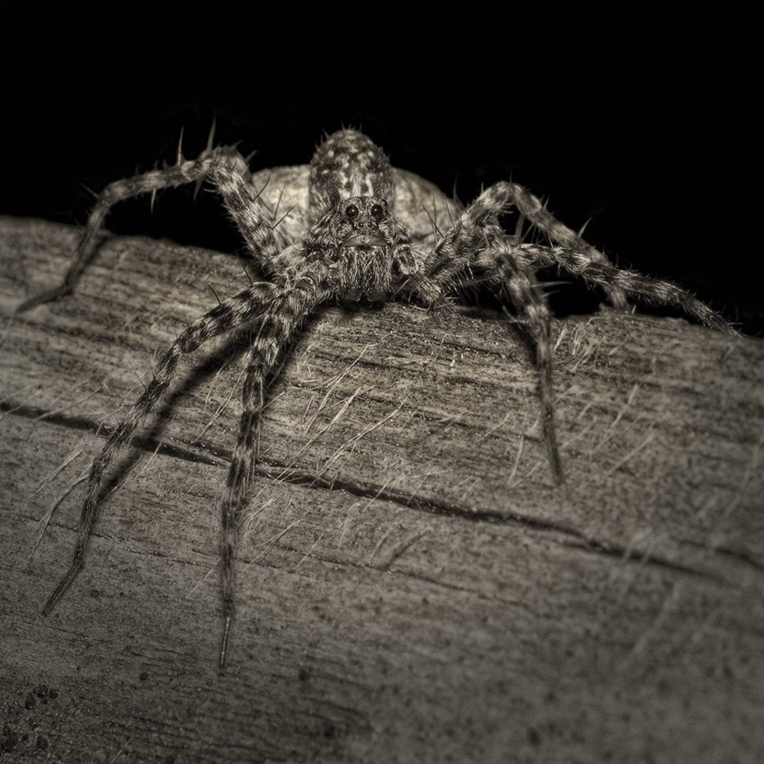 , Андрей Романов