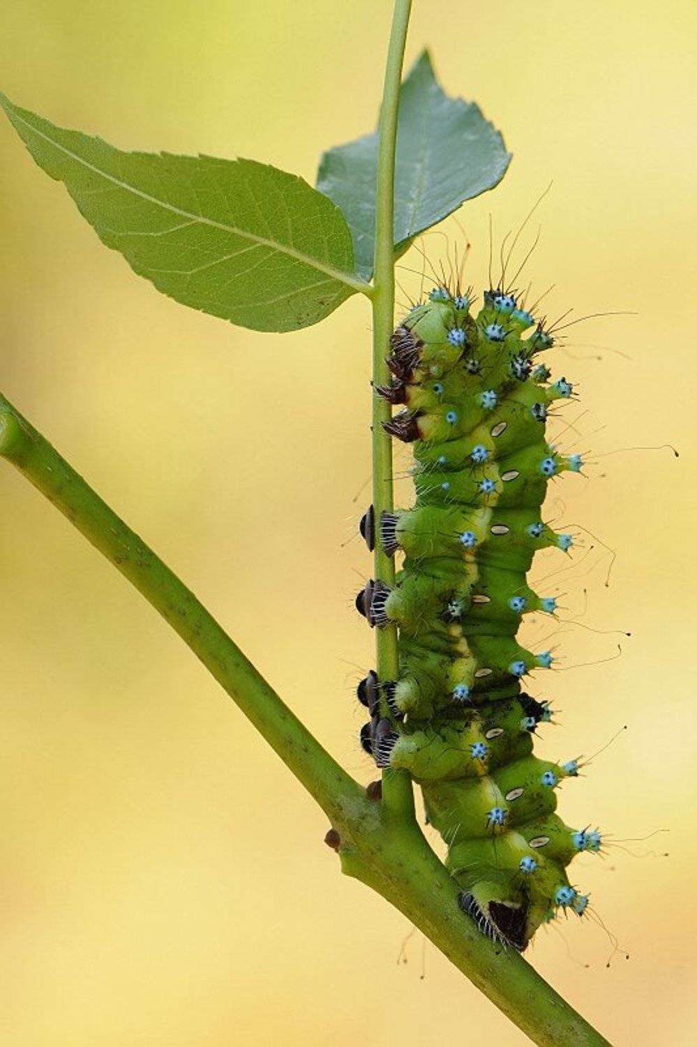 природа, макро, гусеница, Наталья Дралова