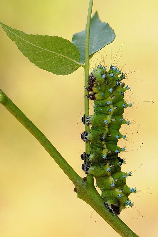 природа, макро, гусеница Буду красавицей.... фото превью