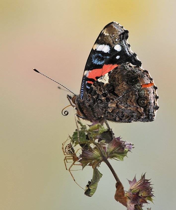 , Алена Шевцова