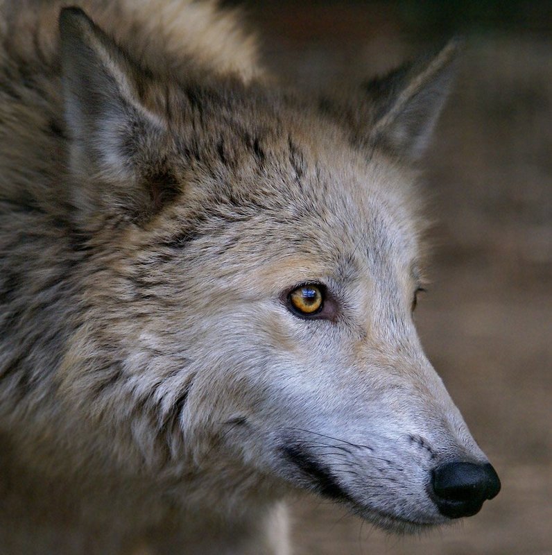 Полярный волк (волчица) фото превью