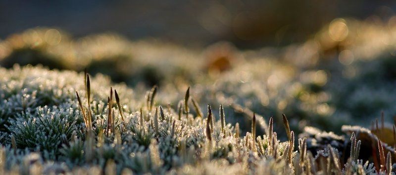 утро, холод, мох Холодное утро фото превью