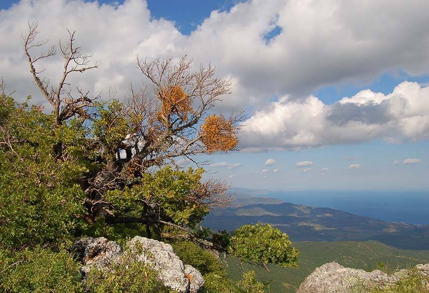 , Юрий Охлопков