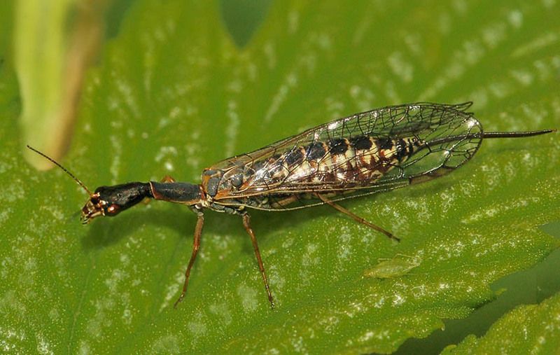 raphidioptera,  верблюдка Верблюдка фото превью