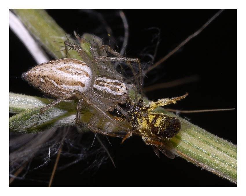 oxyopidae, lynx spiders, оксиопиды, Юрий Охлопков