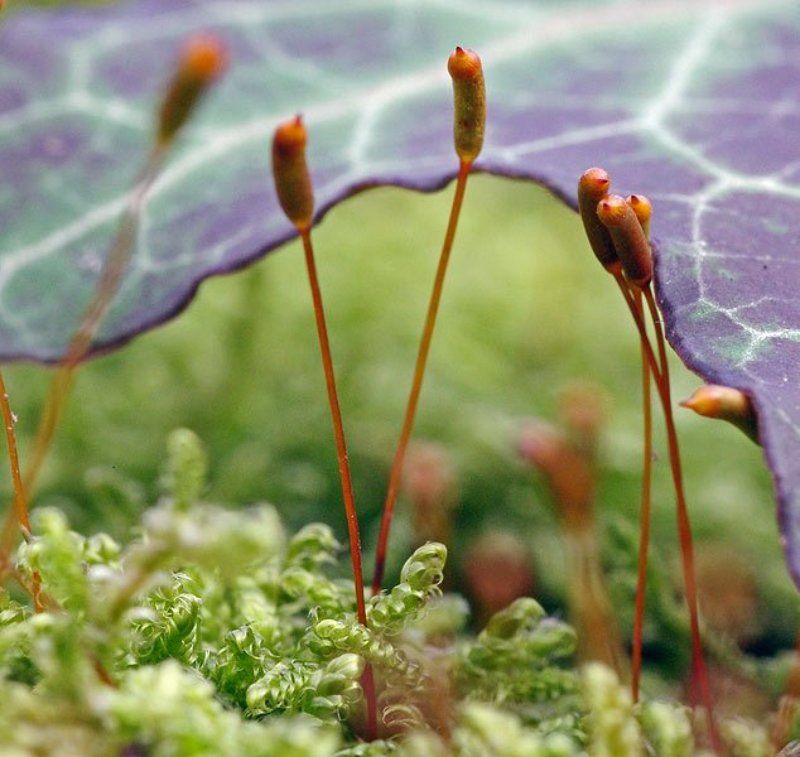 Зимние луга фото превью