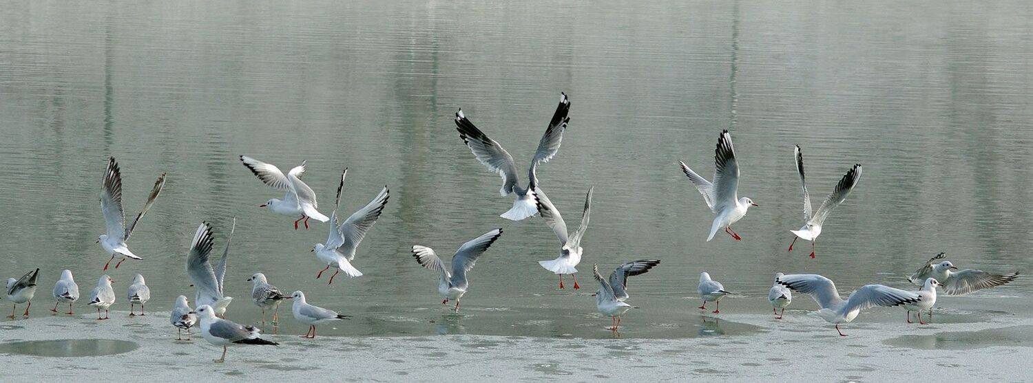 чайки,лед,птицы, Сергей Павлов