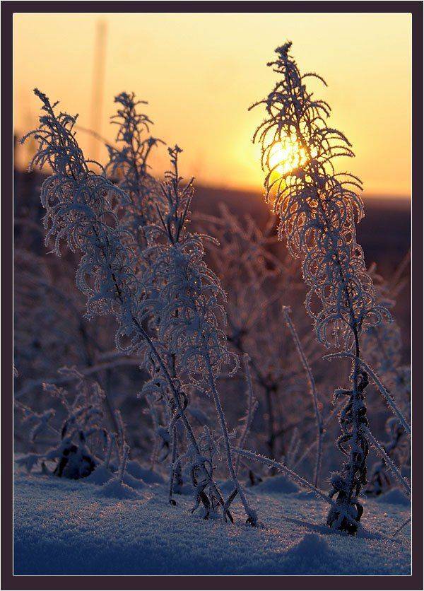 кипрей,зима,утро,иней, Солодухин Виктор