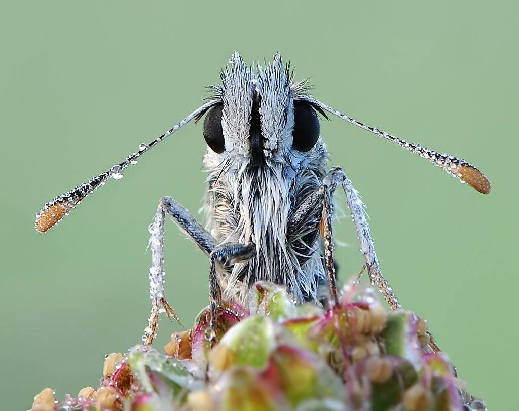 , Алена Шевцова