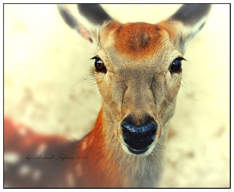 *** фото превью