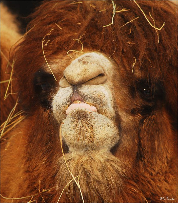 Спесь фото превью